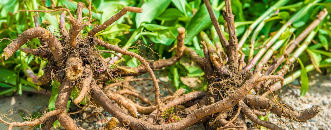 Dr. med. Natur: Baldrian, der sanfte Einschlafhelfer 